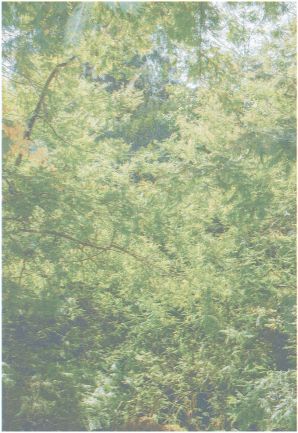 a forest
