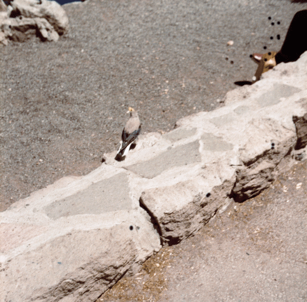 a rock dove on a wall