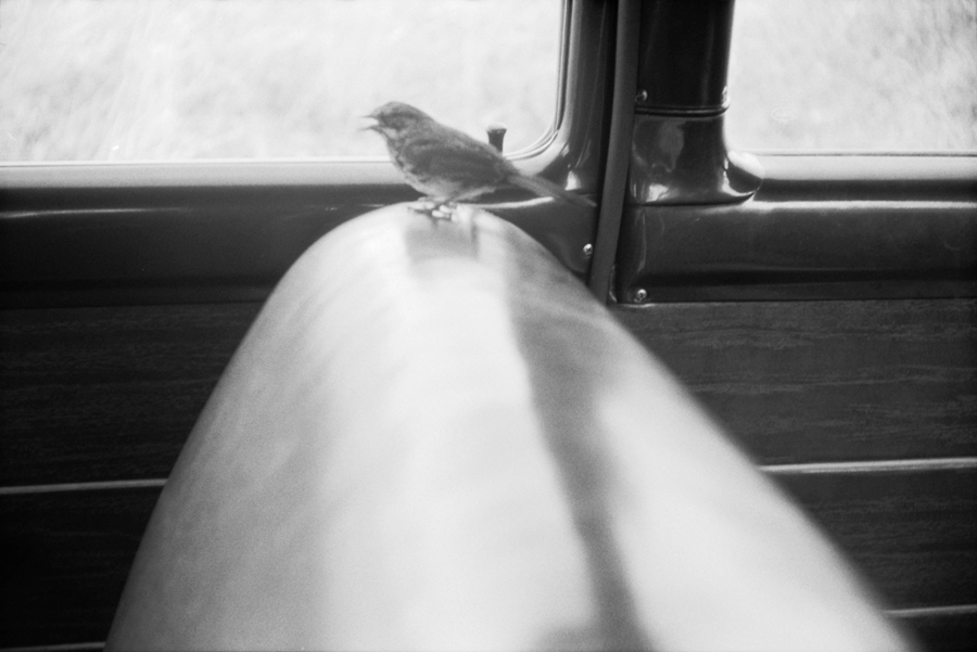 a bird on the headrest