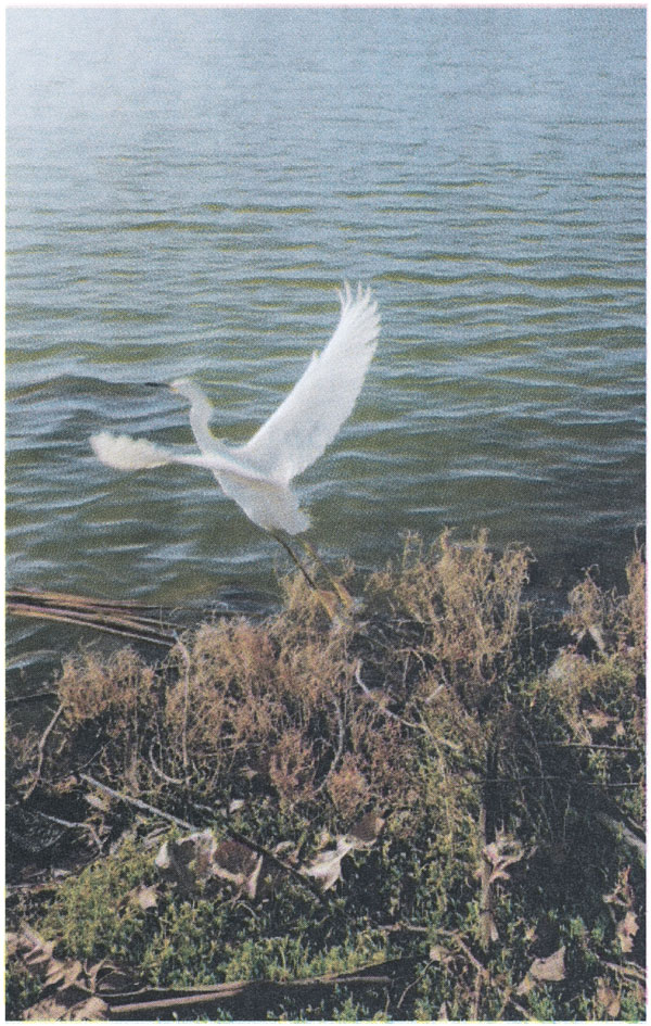 a heron taking off for flight