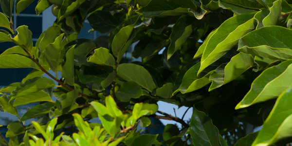 top of persimmon photo