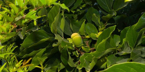 middle of persimmon photo